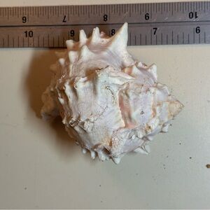 REAL Pink Murex seashell